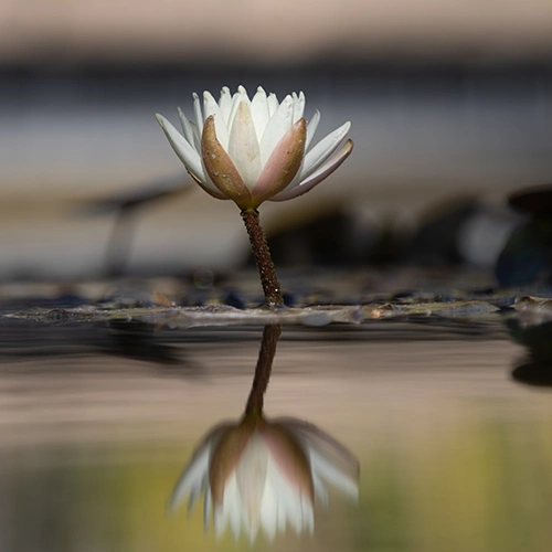 Lotus flower on the water surface